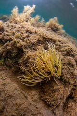 Fototapeta na wymiar An anemone alone on a rock in Ayvalık