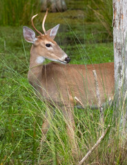 Vertical of a buck looking back behind a tree