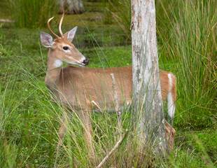 Small buck in the woods looking back past a tree