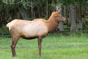 Naklejka na ściany i meble Male elk standing proudly near a forest