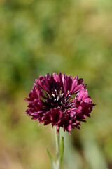 Dark purple bachelor button flower growing in a field. Landscape orientation.