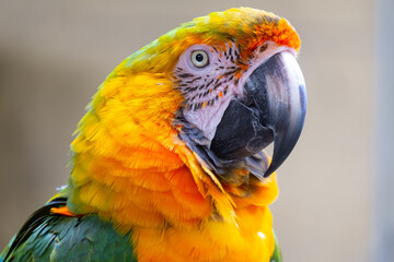 Extreme close up of a macaw face with colorful feathers
