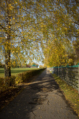 autumn in the park