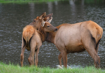 Mother elk and her calk by the lake