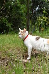 Naklejka na ściany i meble Cat in the chilean field