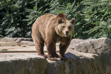 Obraz na płótnie Canvas Oso pardo en el Zoo. Grizzly in zoo