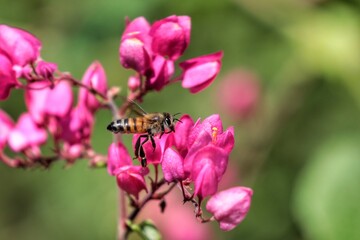 Busy Bee Flying Around All Day