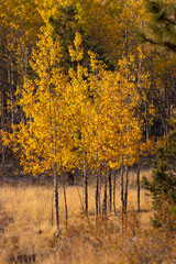 Fall Colors in the Rockies