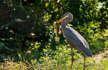 Blue Heron Catches Fish