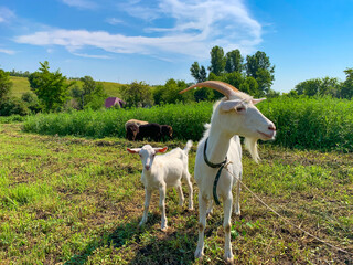 Obraz premium A goat and a small goat on a pasture on a summer sunny day against the background of green grass