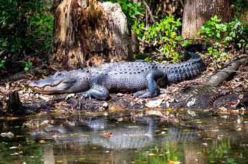 Alligator on the Canal