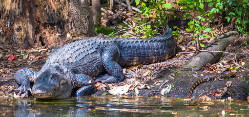 Alligator on the Canal