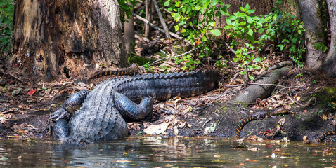 Alligator on the Canal