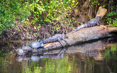 Alligator on the Canal