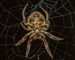 Garden Orb Weaver (Eriophora transmarina) - NSW, Australia