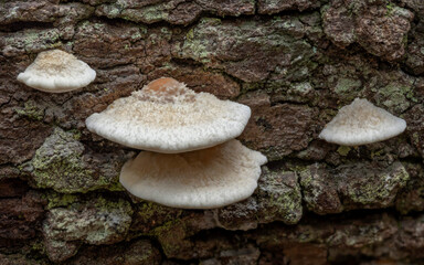 Hairy bracket fungi Trametes sp aff hirsuta - NSW, Australia