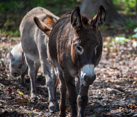 Fototapeta premium Donkey and the Pig