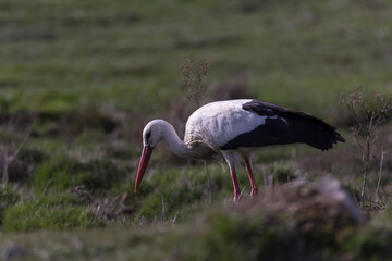 white stork in the grass