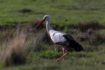 white stork in the grass