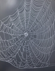 Spiderweb in the dew