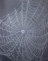 Spiderweb in the dew