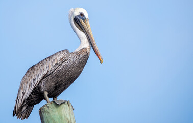 Pelicans on the Water