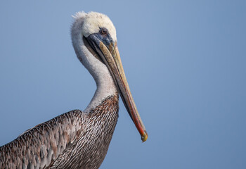 Pelicans on the Water