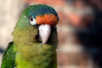 Orange-fronted parakeet