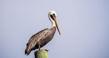 Pelicans on the Water