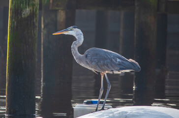 Blue Heron Fishing