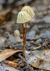Marasmius sp fungi - Copeland Tops rainforest, NSW, Australia