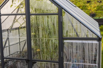 Close up view of greenhouse with condensation on windows walls. Organic gardening concept.