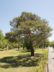 Jardines del Castillo Nijo, en Kioto, Jap&oacute;n