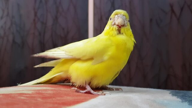 Close-up, a yellow parakeet with a wounded beak, New Delhi, India