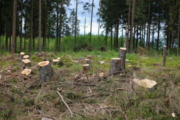 Tree stumps after tree harvest in the Harz mountains