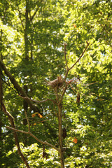 Abandoned Nest