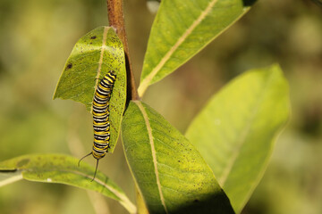 Close Up of Monarch Caterpillar