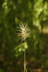 Dried Plant