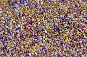 colourful clover seeds