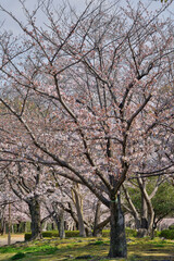 Naklejka premium 姫路城の桜