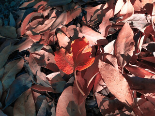 Automne falling leaves