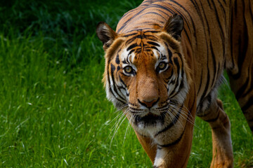 
adult male big tiger on a walk in nature in the park on the green grass in nature