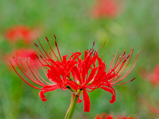 20201003 彼岸花、紅 07