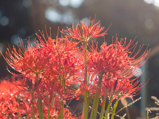 20201003 彼岸花、紅 06