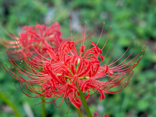 20201003 彼岸花、紅 05