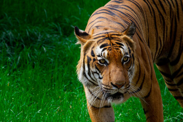 
adult male big tiger on a walk in nature in the park on the green grass in nature