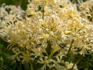 20201003 彼岸花、白 04