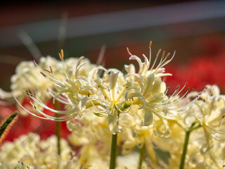 20201003 彼岸花、白 03