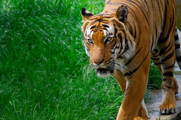 
adult male big tiger on a walk in nature in the park on the green grass in nature