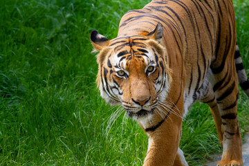 
adult male big tiger on a walk in nature in the park on the green grass in nature